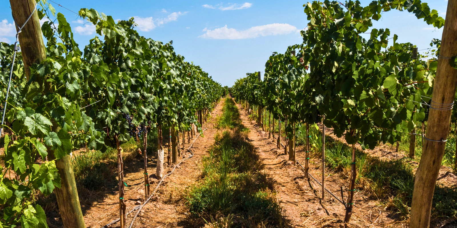 Bodegas en San Rafael: una experiencia para sumar a tu viaje